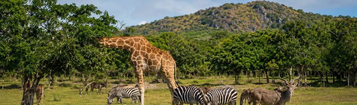 Calauit Wildlife Sanctuary podczas Coron Calauit Safari Tour